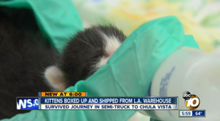 Illustration for article titled The Most Beautiful Modern Art: News Chyrons Featuring Cats